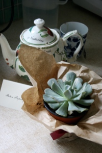 The potted succulent: a souvenir from KS's wedding